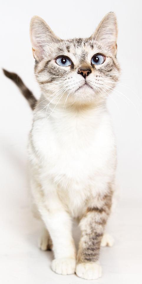 Adopt a friend: Hera